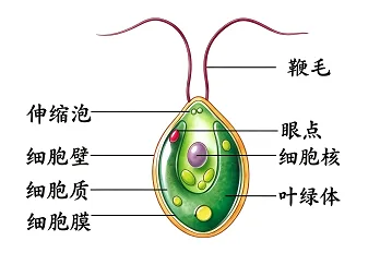 题目插图