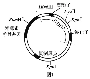 题目插图