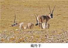 题目插图