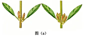 题目插图
